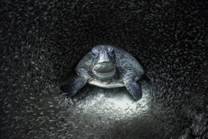 Ocean Photography Awards 2021, Blancpain e le donne subacquee