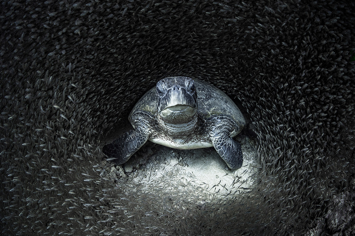 Ocean Photography Awards 2021, Blancpain e le donne subacquee